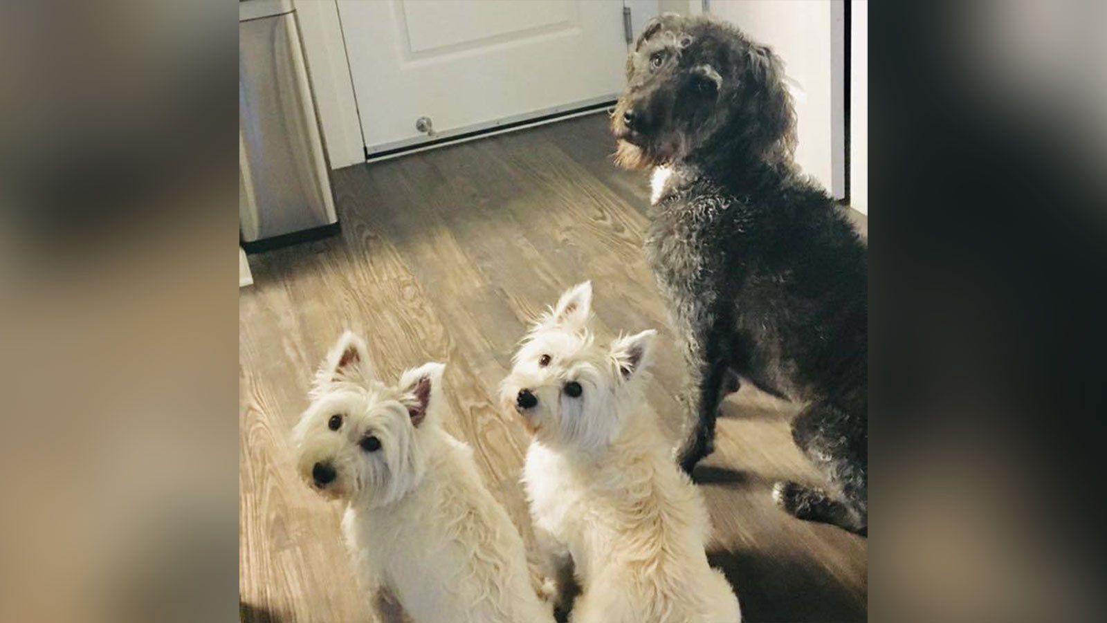 Abby, Izzy and Harpo